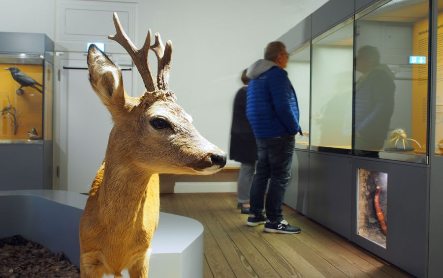naturkundemuseum-reh